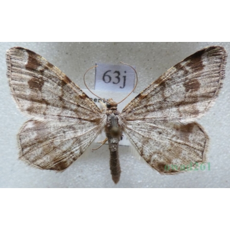 Macaria signaria (Hübner, 1809) Witalnik choiniak Czech63j